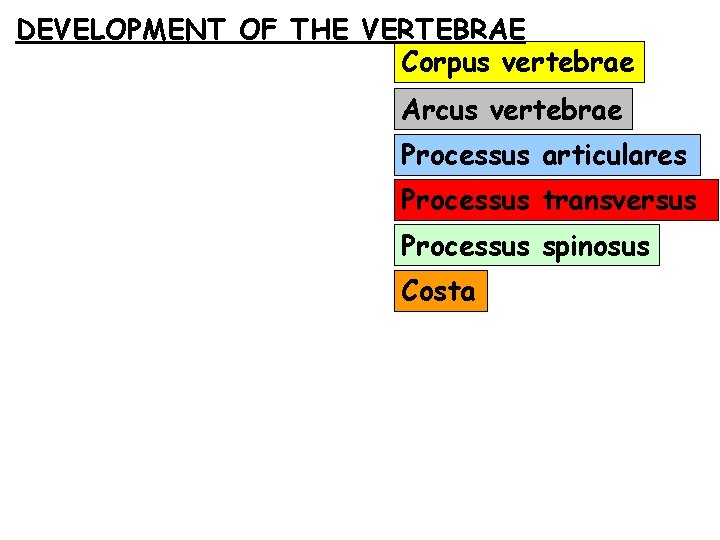DEVELOPMENT OF THE VERTEBRAE Corpus vertebrae Arcus vertebrae Processus articulares Processus transversus Processus spinosus