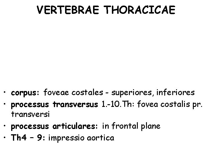 VERTEBRAE THORACICAE • corpus: foveae costales - superiores, inferiores • processus transversus 1. -10.