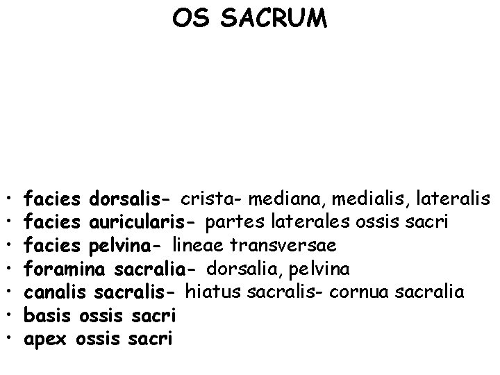 OS SACRUM • • facies dorsalis- crista- mediana, medialis, lateralis facies auricularis- partes laterales