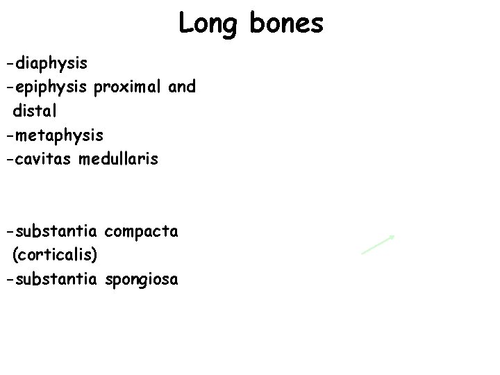 Long bones -diaphysis -epiphysis proximal and distal -metaphysis -cavitas medullaris -substantia compacta (corticalis) -substantia