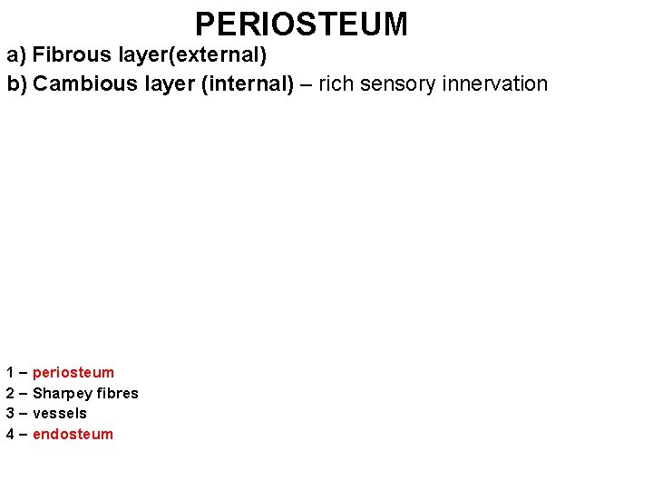 PERIOSTEUM a) Fibrous layer(external) b) Cambious layer (internal) – rich sensory innervation 1 –