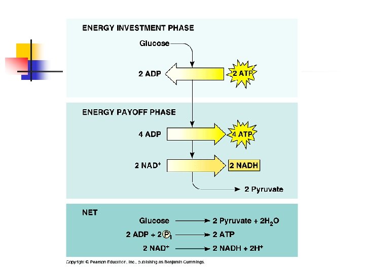 Chapter 9 notes Cellular Respiration Harvesting Chemical Energy