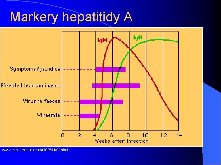 Markery hepatitidy A www-micro. msb. le. ac. uk/3035/HAV. html. 