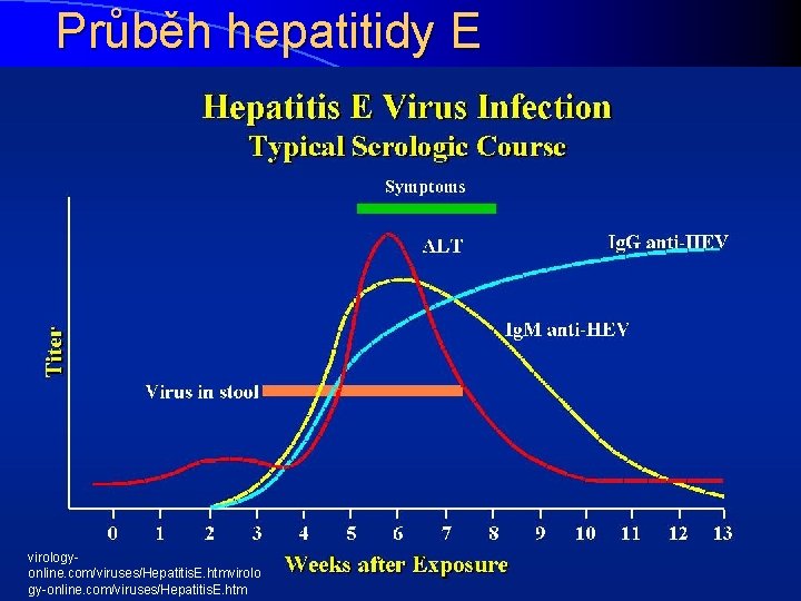 Průběh hepatitidy E virologyonline. com/viruses/Hepatitis. E. htmvirolo gy-online. com/viruses/Hepatitis. E. htm 