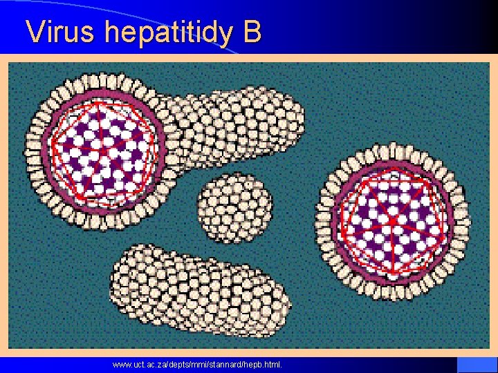 Virus hepatitidy B www. uct. ac. za/depts/mmi/stannard/hepb. html. 