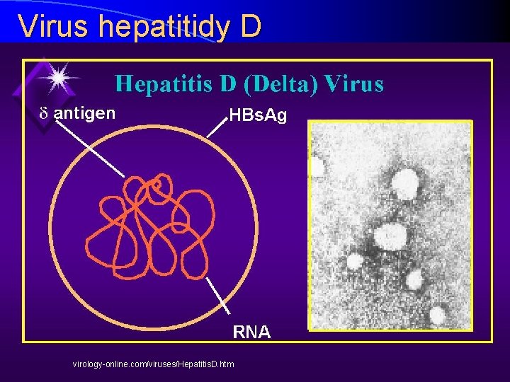 Virus hepatitidy D virology-online. com/viruses/Hepatitis. D. htm 