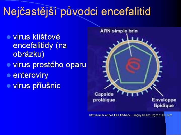 Nejčastější původci encefalitid l virus klíšťové encefalitidy (na obrázku) l virus prostého oparu l