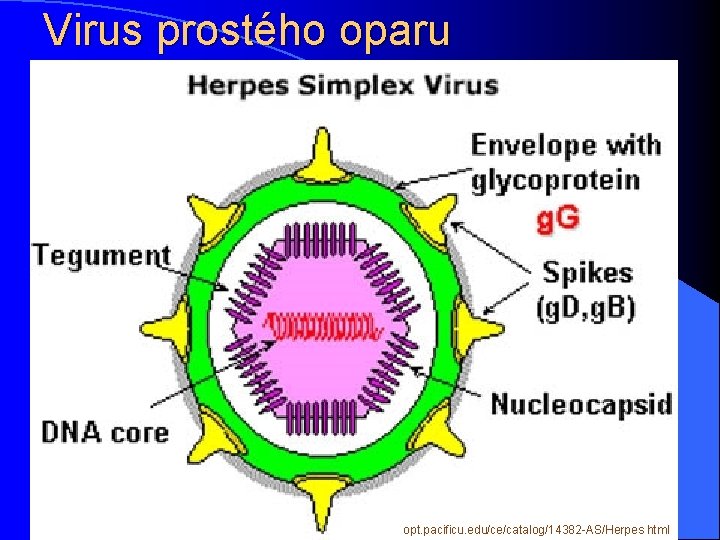 Virus prostého oparu opt. pacificu. edu/ce/catalog/14382 -AS/Herpes. html 