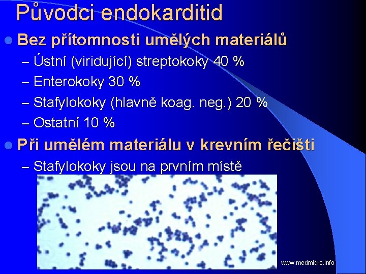 Původci endokarditid l Bez přítomnosti umělých materiálů – Ústní (viridující) streptokoky 40 % –