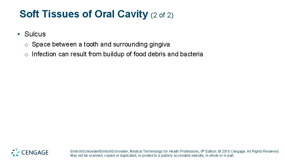 Soft Tissues of Oral Cavity (2 of 2) • Sulcus o Space between a