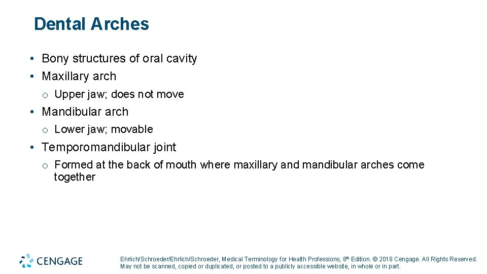 Dental Arches • Bony structures of oral cavity • Maxillary arch o Upper jaw;