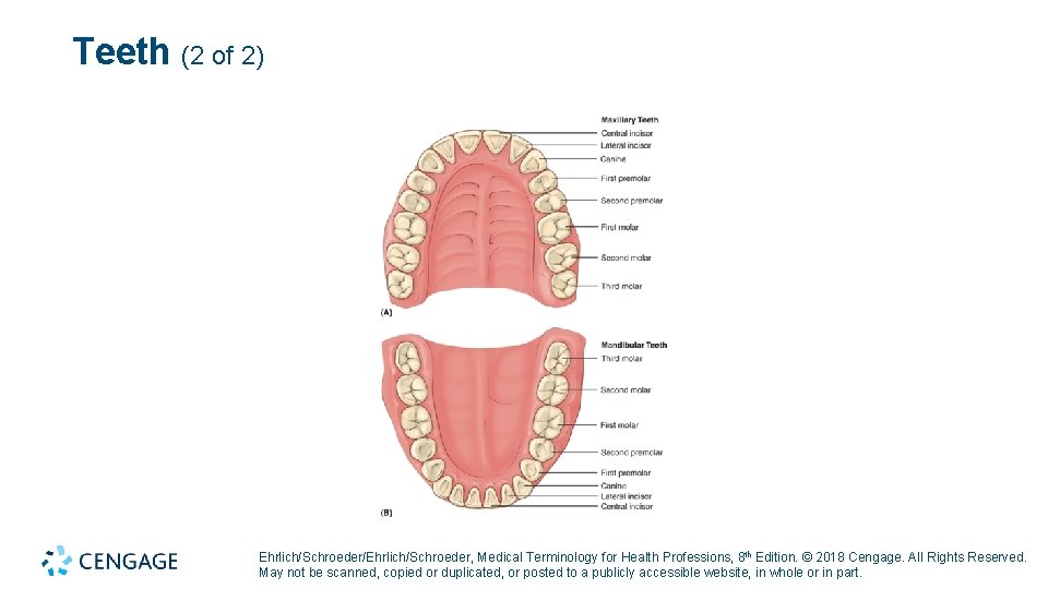 Teeth (2 of 2) Ehrlich/Schroeder/Ehrlich/Schroeder, Medical Terminology for Health Professions, 8 th Edition. ©