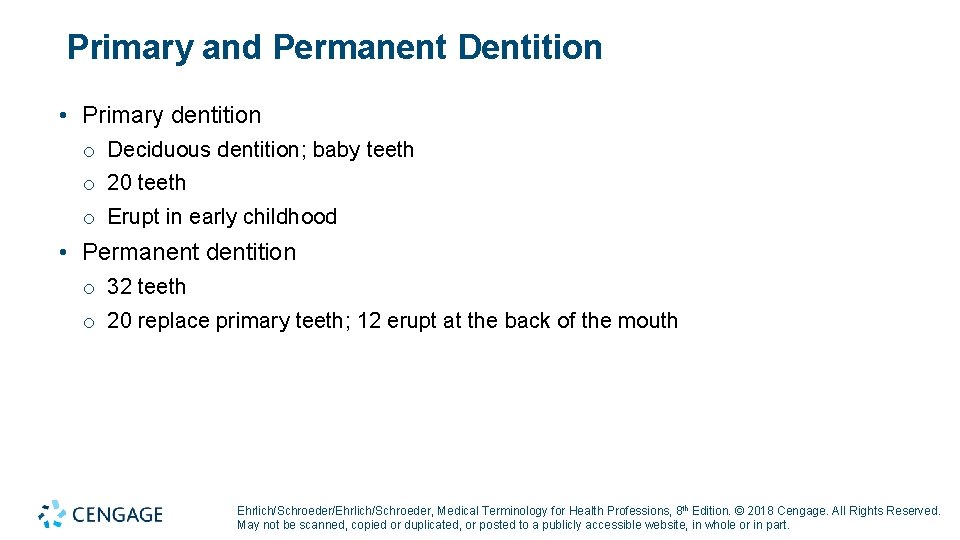 Primary and Permanent Dentition • Primary dentition o Deciduous dentition; baby teeth o 20