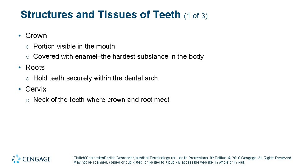 Structures and Tissues of Teeth (1 of 3) • Crown o Portion visible in