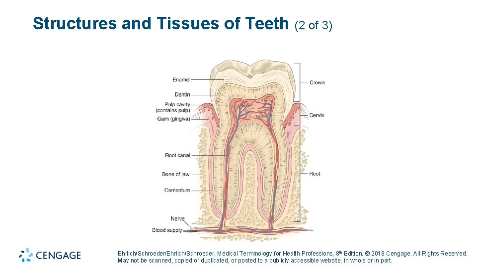 Structures and Tissues of Teeth (2 of 3) Ehrlich/Schroeder/Ehrlich/Schroeder, Medical Terminology for Health Professions,