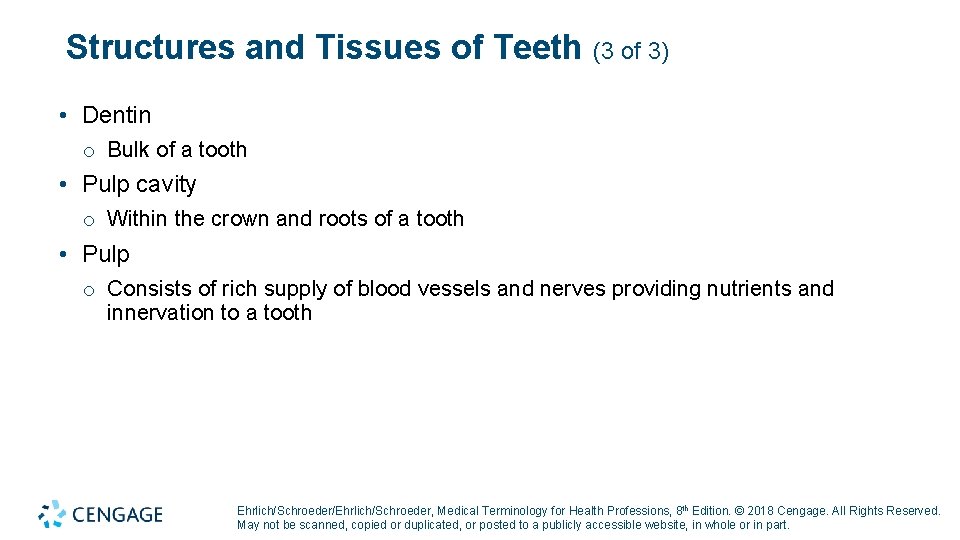 Structures and Tissues of Teeth (3 of 3) • Dentin o Bulk of a