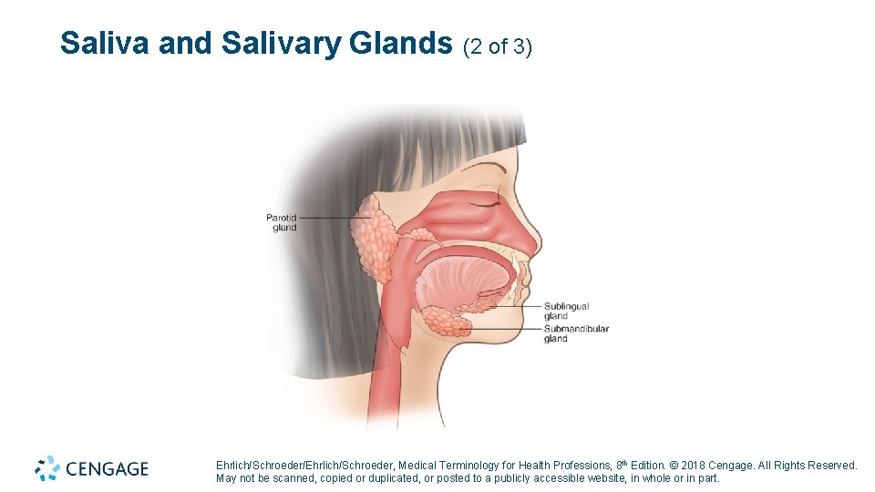 Saliva and Salivary Glands (2 of 3) Ehrlich/Schroeder/Ehrlich/Schroeder, Medical Terminology for Health Professions, 8