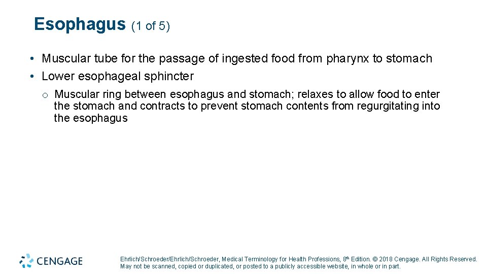 Esophagus (1 of 5) • Muscular tube for the passage of ingested food from