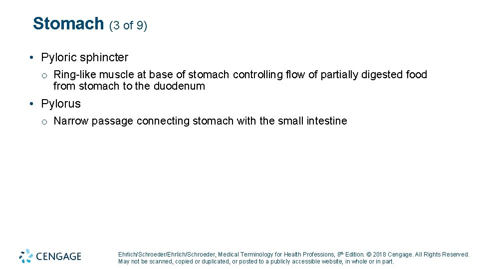 Stomach (3 of 9) • Pyloric sphincter o Ring-like muscle at base of stomach