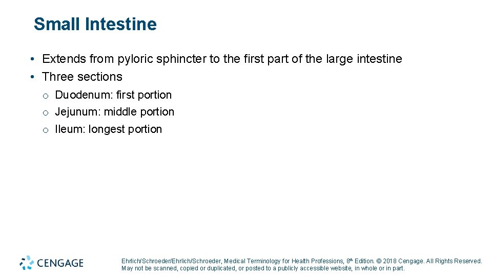 Small Intestine • Extends from pyloric sphincter to the first part of the large