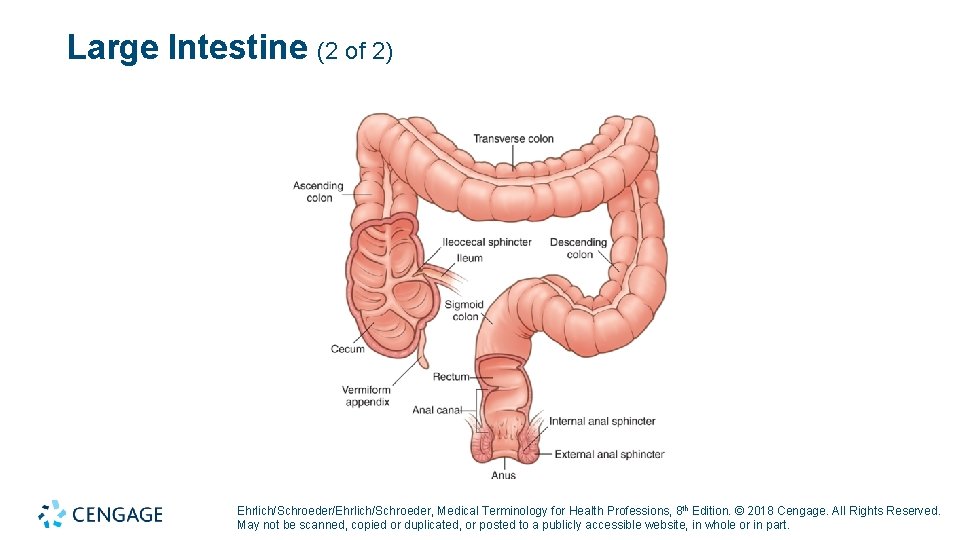 Large Intestine (2 of 2) Ehrlich/Schroeder/Ehrlich/Schroeder, Medical Terminology for Health Professions, 8 th Edition.