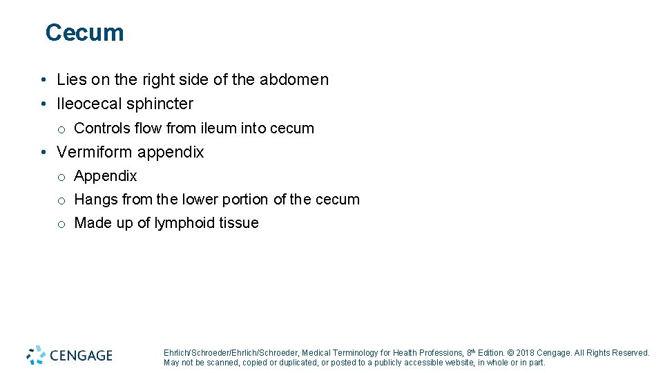 Cecum • Lies on the right side of the abdomen • Ileocecal sphincter o Cecum • Lies on the right side of the abdomen • Ileocecal sphincter o