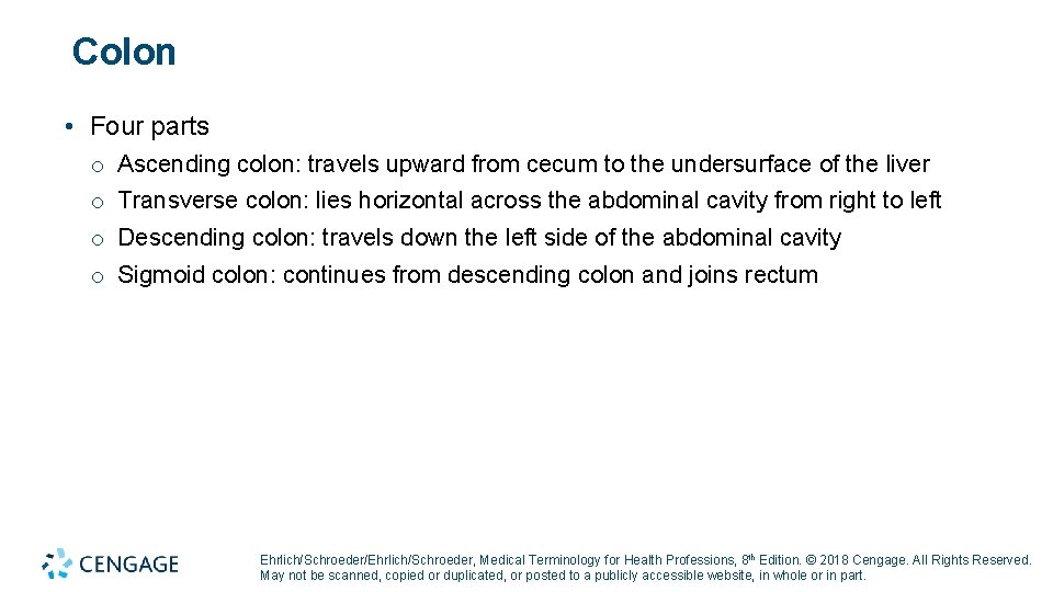 Colon • Four parts o Ascending colon: travels upward from cecum to the undersurface