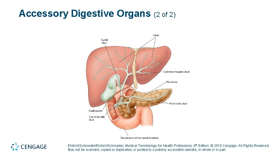 Accessory Digestive Organs (2 of 2) Ehrlich/Schroeder/Ehrlich/Schroeder, Medical Terminology for Health Professions, 8 th