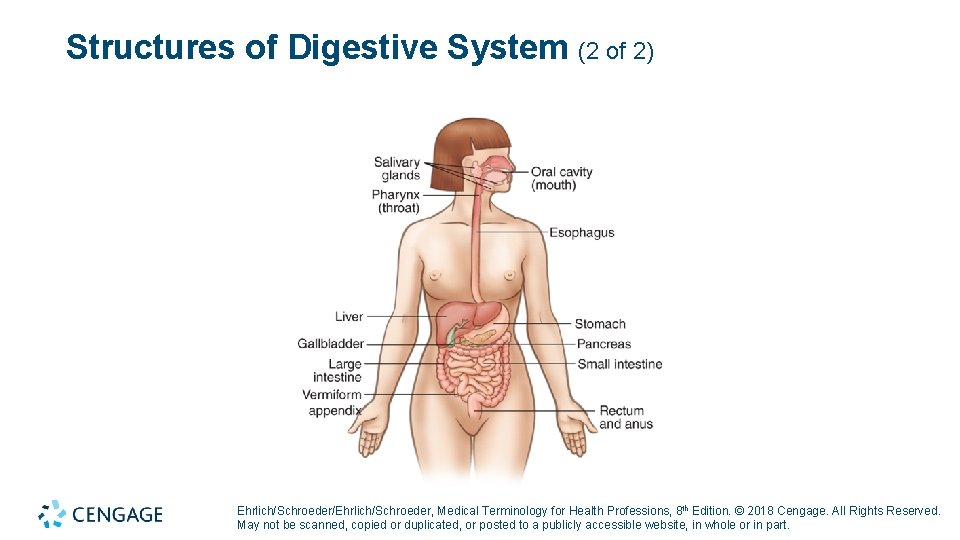 Structures of Digestive System (2 of 2) Ehrlich/Schroeder/Ehrlich/Schroeder, Medical Terminology for Health Professions, 8