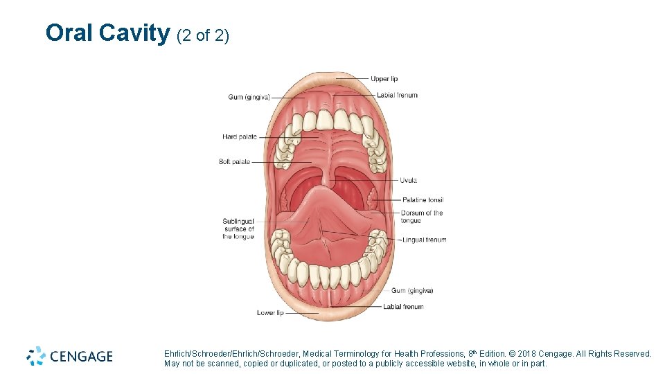 Oral Cavity (2 of 2) Ehrlich/Schroeder/Ehrlich/Schroeder, Medical Terminology for Health Professions, 8 th Edition.