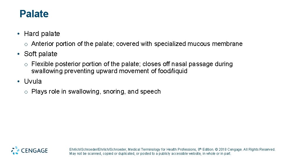 Palate • Hard palate o Anterior portion of the palate; covered with specialized mucous