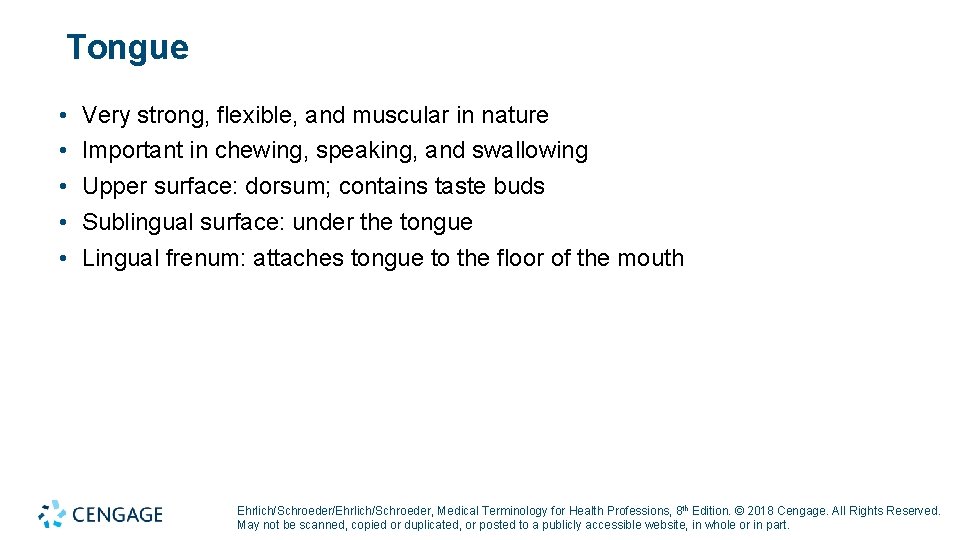 Tongue • • • Very strong, flexible, and muscular in nature Important in chewing, Tongue • • • Very strong, flexible, and muscular in nature Important in chewing,