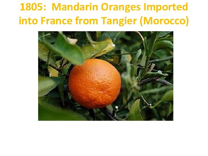 1805: Mandarin Oranges Imported into France from Tangier (Morocco) 