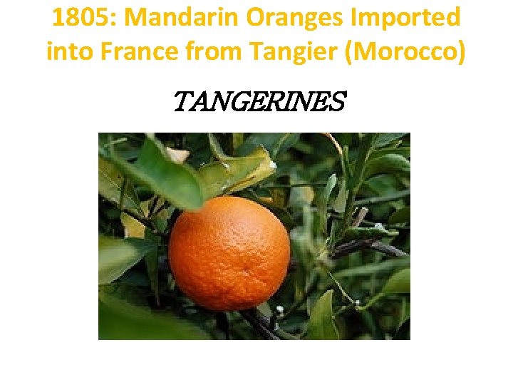 1805: Mandarin Oranges Imported into France from Tangier (Morocco) TANGERINES 