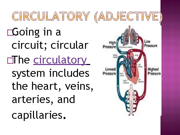 �Going in a circuit; circular �The circulatory system includes the heart, veins, arteries, and