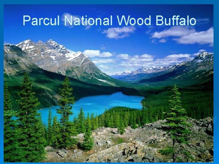 Parcul National Wood Buffalo 