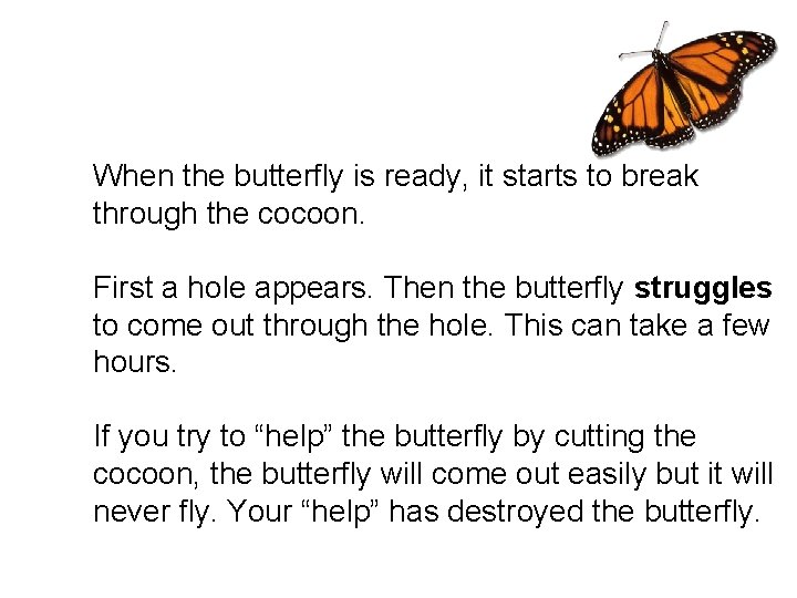 When the butterfly is ready, it starts to break through the cocoon. First a