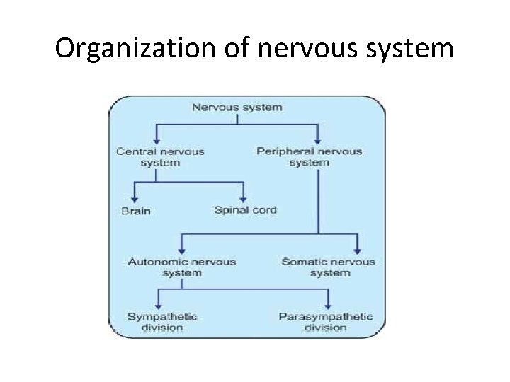Nervous System Organization of nervous system The parts