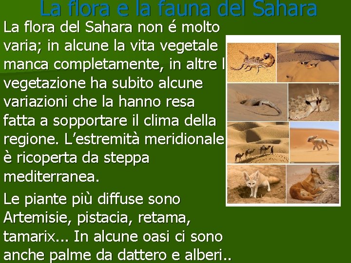 La flora e la fauna del Sahara La flora del Sahara non é molto