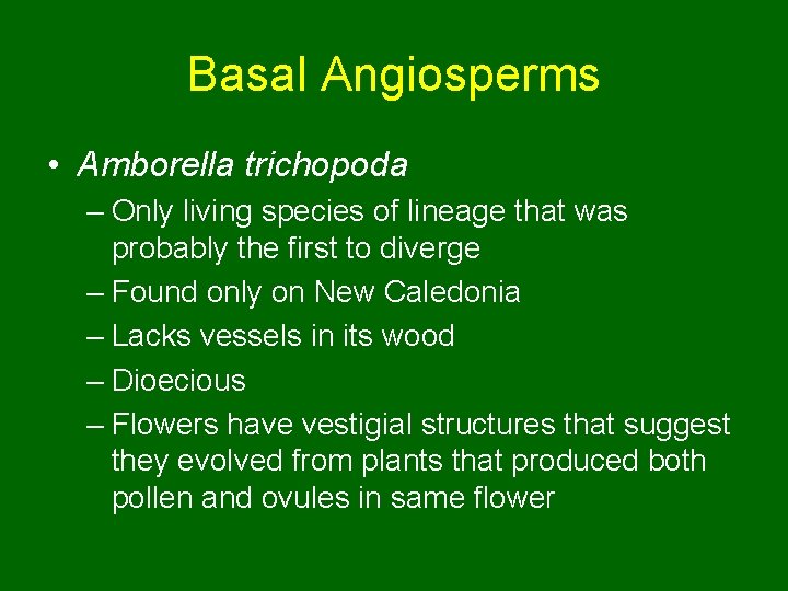 Basal Angiosperms • Amborella trichopoda – Only living species of lineage that was probably