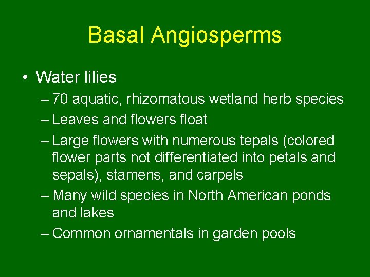 Basal Angiosperms • Water lilies – 70 aquatic, rhizomatous wetland herb species – Leaves