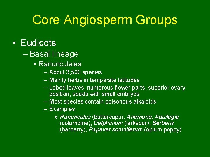 Core Angiosperm Groups • Eudicots – Basal lineage • Ranunculales – About 3, 500