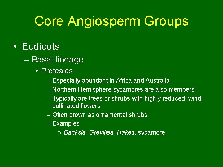 Core Angiosperm Groups • Eudicots – Basal lineage • Proteales – Especially abundant in