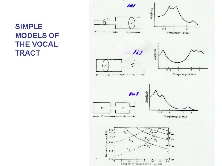 SIMPLE MODELS OF THE VOCAL TRACT 