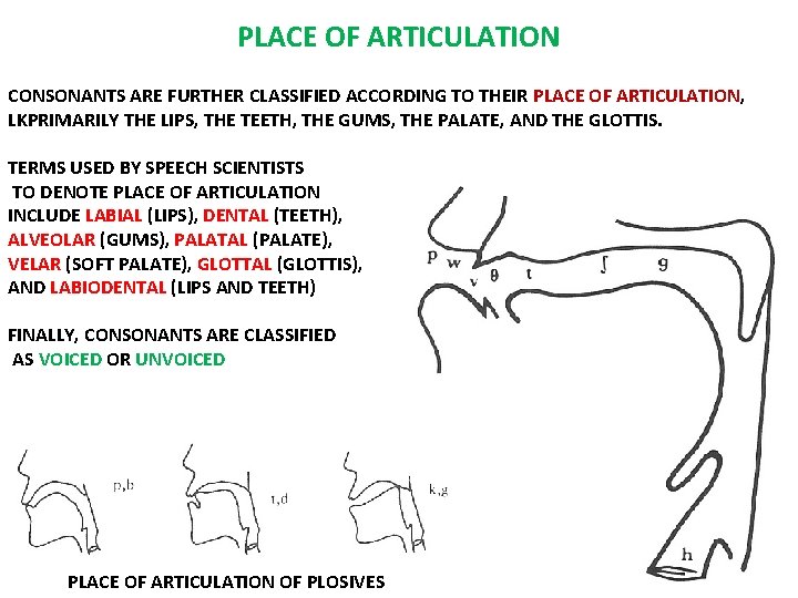 PLACE OF ARTICULATION CONSONANTS ARE FURTHER CLASSIFIED ACCORDING TO THEIR PLACE OF ARTICULATION, LKPRIMARILY