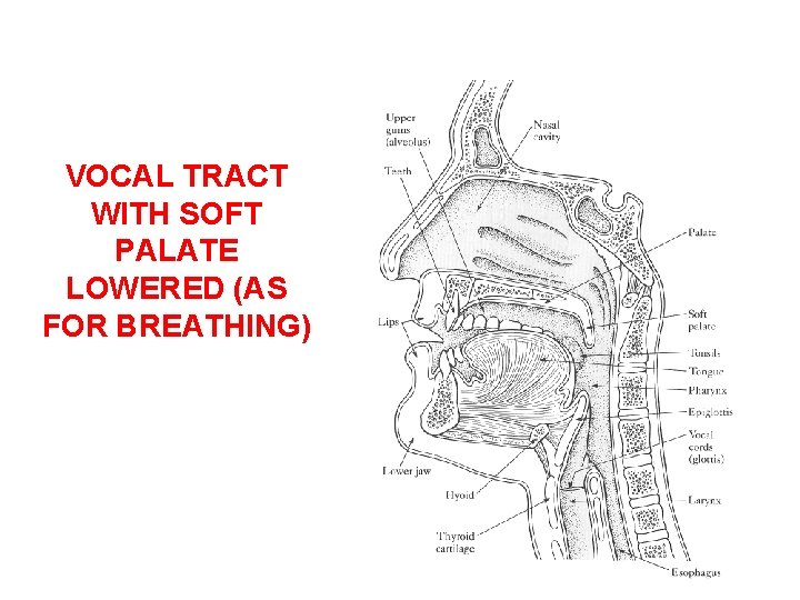 VOCAL TRACT WITH SOFT PALATE LOWERED (AS FOR BREATHING) 
