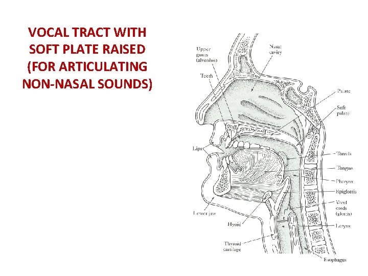 VOCAL TRACT WITH SOFT PLATE RAISED (FOR ARTICULATING NON-NASAL SOUNDS) 