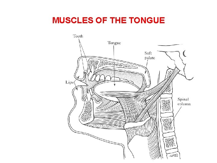 MUSCLES OF THE TONGUE 