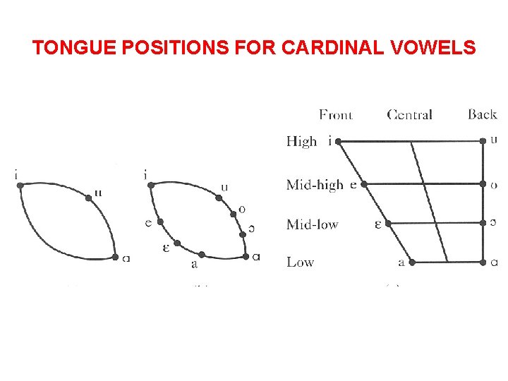 TONGUE POSITIONS FOR CARDINAL VOWELS 