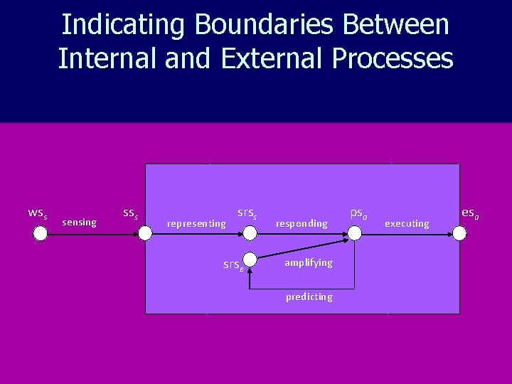 Indicating Boundaries Between Internal and External Processes wss sensing sss representing srss srse responding